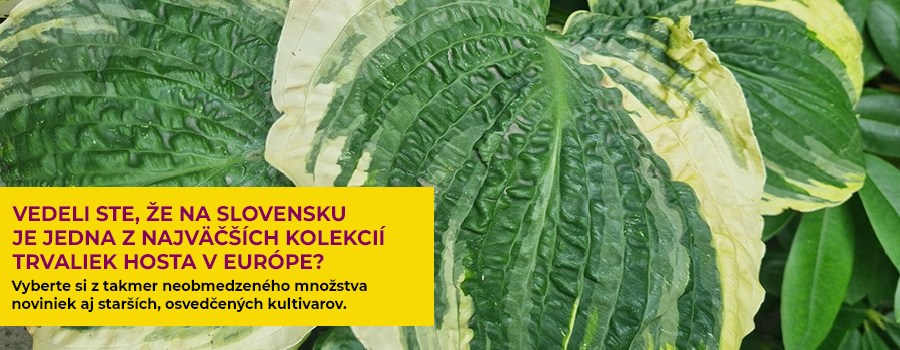 Hosta Hosta