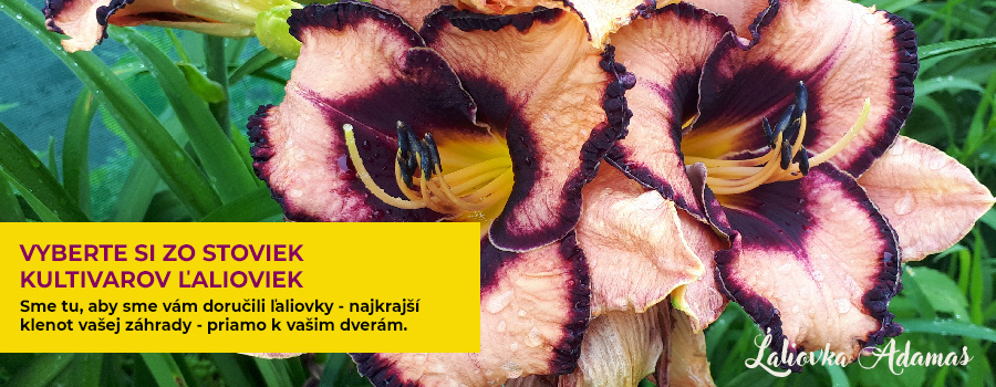 Ľaliovka Ľaliovka