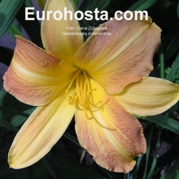 Hemerocallis Adamantina