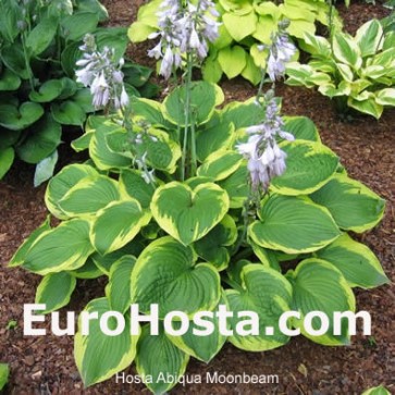 Hosta Abiqua Moonbeam - Eurohosta