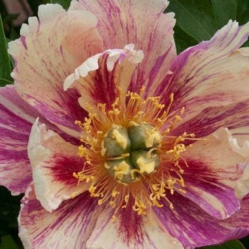 Pivónia (Itoh) Anderson’s Kaleidoscope