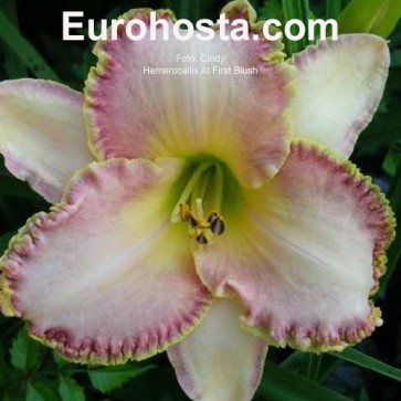 Hemerocallis At First Blush