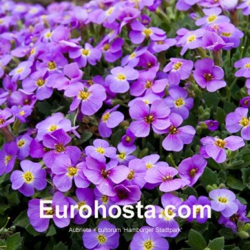 Aubrieta cultorum