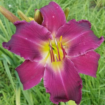 Hemerocallis Breath of Blue Air