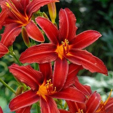 Hemerocallis Crimson Pirate