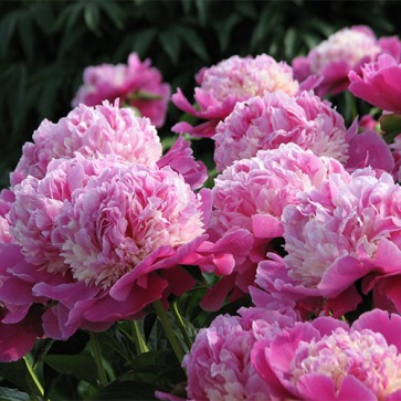 Paeonia Cora Stubbs