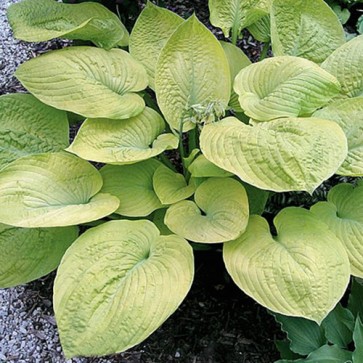 Hosta Dandy Lion