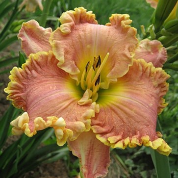 Hemerocallis Darla Anita