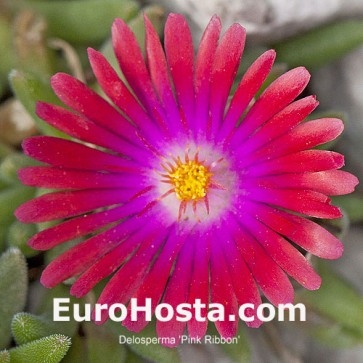 Delosperma Hot Pink Wonder