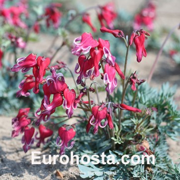 Dicentra Burning Hearts