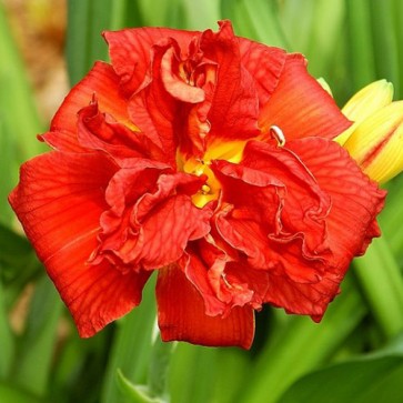 Hemerocallis Double Firecracke