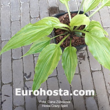 Hosta Crazy Spirit