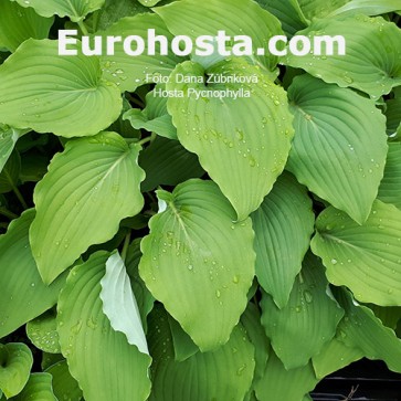 Hosta Pycnophylla