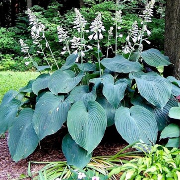 Hosta Blue Angel