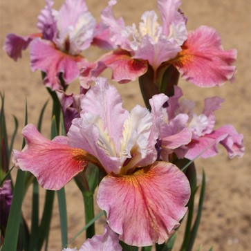 Iris Peacock Butterfly Fancy Me This