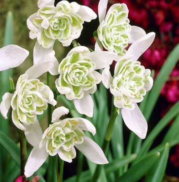 galanthus flore pleno