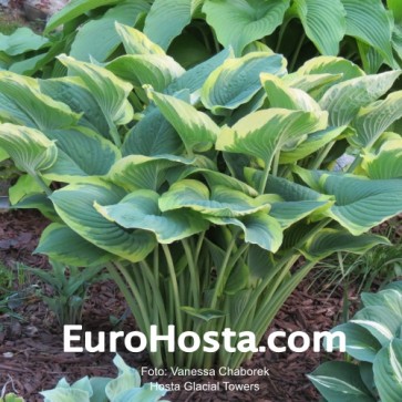 Hosta Glacial Towers - Eurohosta