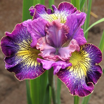 iris Sibirica How Audacious