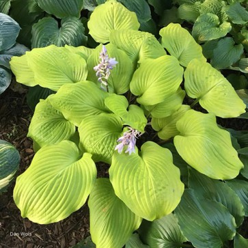 Hosta Big Red