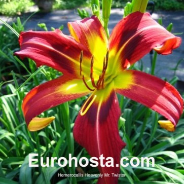 Hemerocallis Heavenly Mr. Twister