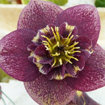 Helleborus Anemone Purple Dark