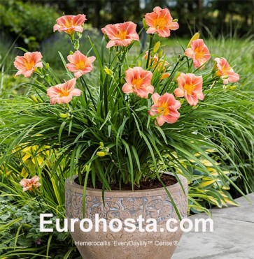 Hemerocallis EveryDaylily™ Cerise®