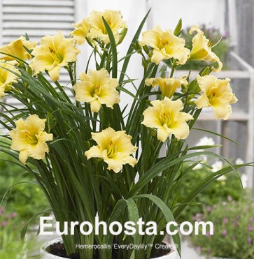 Hemerocallis EveryDaylily™ Cream®