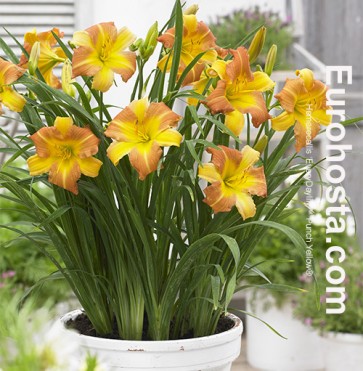 Hemerocallis EveryDaylily™ Punch Yellow®