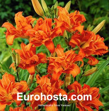 Hemerocallis Fulva Kwanso