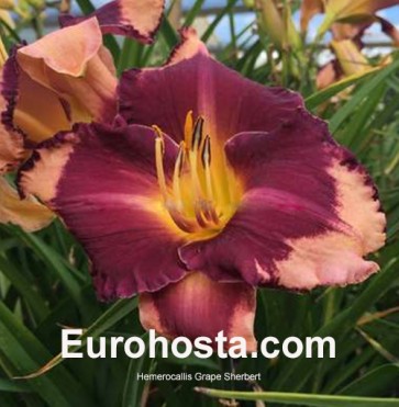 Hemerocallis Grape Sherbet