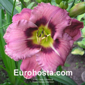 Hemerocallis Always Afternoon - Eurohosta