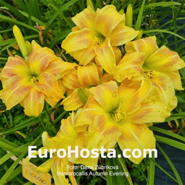 Hemerocallis Autumn Evening - Eurohosta