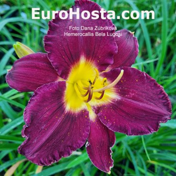 Hemerocallis Bela Lugosi - Eurohosta