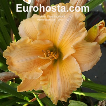 Hemerocallis BF 2019-12