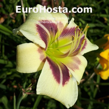 Hemerocallis BF 2019-6