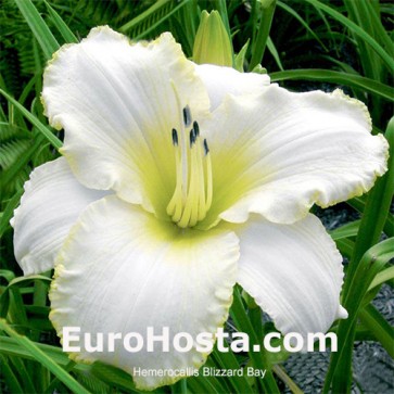 Hemerocallis Blizzard Bay