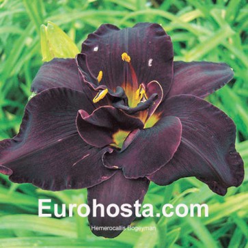 Hemerocallis Bogeyman