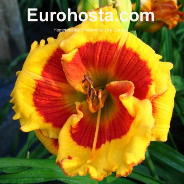 Hemerocallis Brookwood Lee Causey - Eurohosta