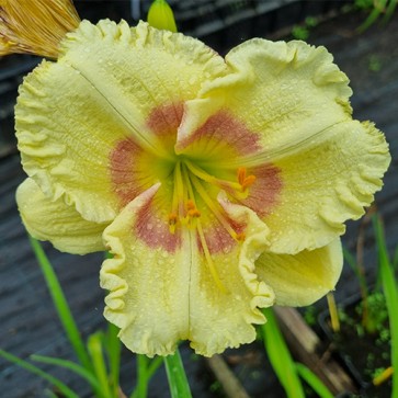 Hemerocallis BF 2018 - 101k 