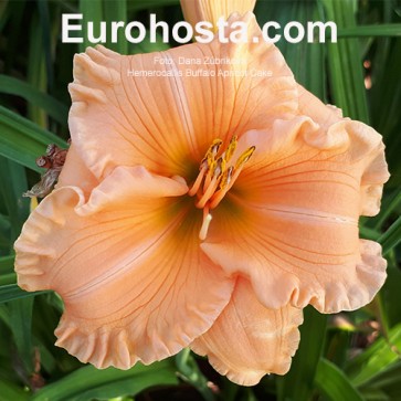 Hemerocallis Buffalo Apricot Cake