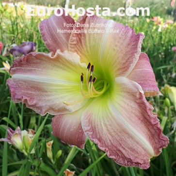 Hemerocallis Buffalo T-REX