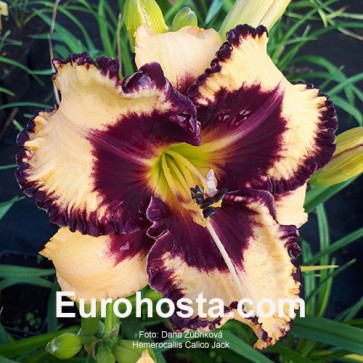 Hemerocallis Calico Jack