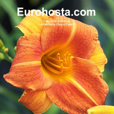 Hemerocallis Canyon Dawn