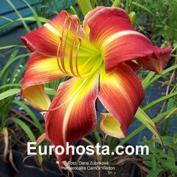 Hemerocallis Carrick Wildon - Eurohosta