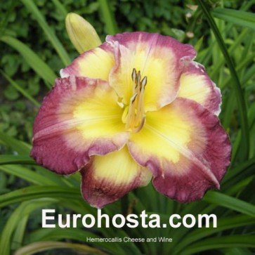 Hemerocallis Cheese and Wine - Eurohosta