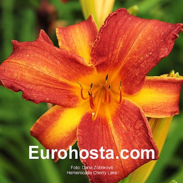 Hemerocallis Cherry Lace - Eurohosta