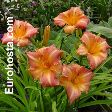 Hemerocallis Children's Festival