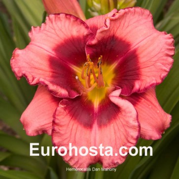 Hemerocallis Dan Mahony - Eurohosta