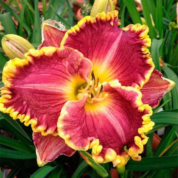 Hemerocallis Daria