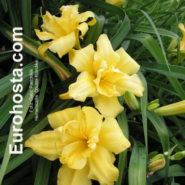 Hemerocallis Double Klondike - Eurohosta